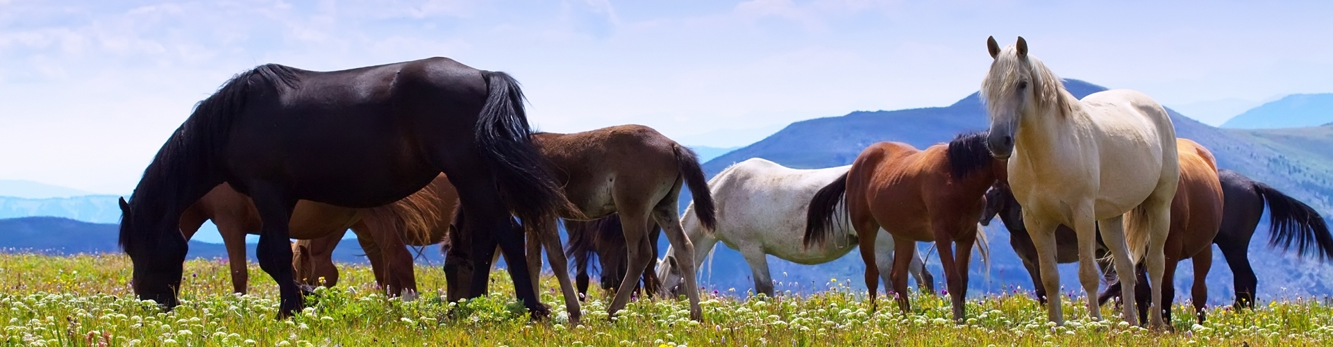 De voeding van uw paard heeft een grote invloed op zijn gedrag, gezondheid en prestaties